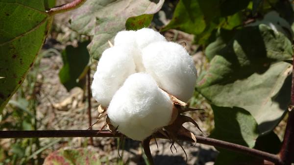 Bollò di cotone bianco tra le verdi foglie di un campo