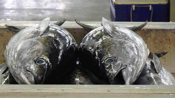 Mutrah - Fish Market