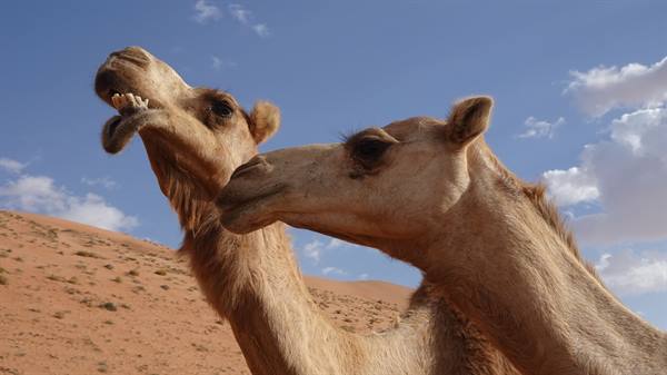 Wahiba Sand Desert