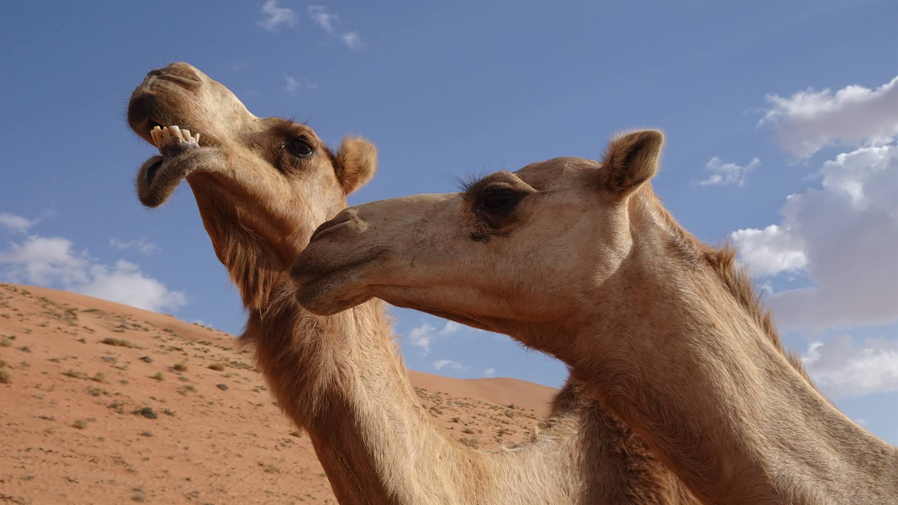 Wahiba Sand Desert