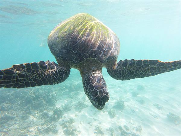 Daymaniyat Islands
