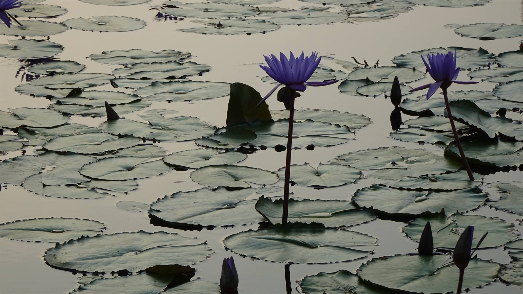 Fiori di loto viola emergono dall'acqua ferma tra foglie di ninfea