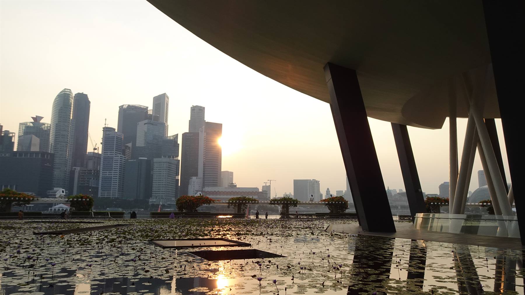 Tramonto su Singapore: la città dorata si riflette tra le ninfee.