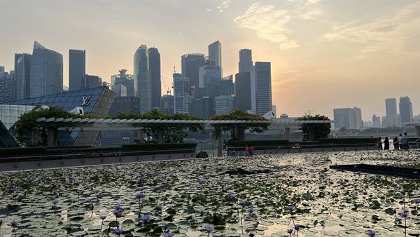 Sunset over Singapore: quiet water lilies and skyscrapers lighting up softly.