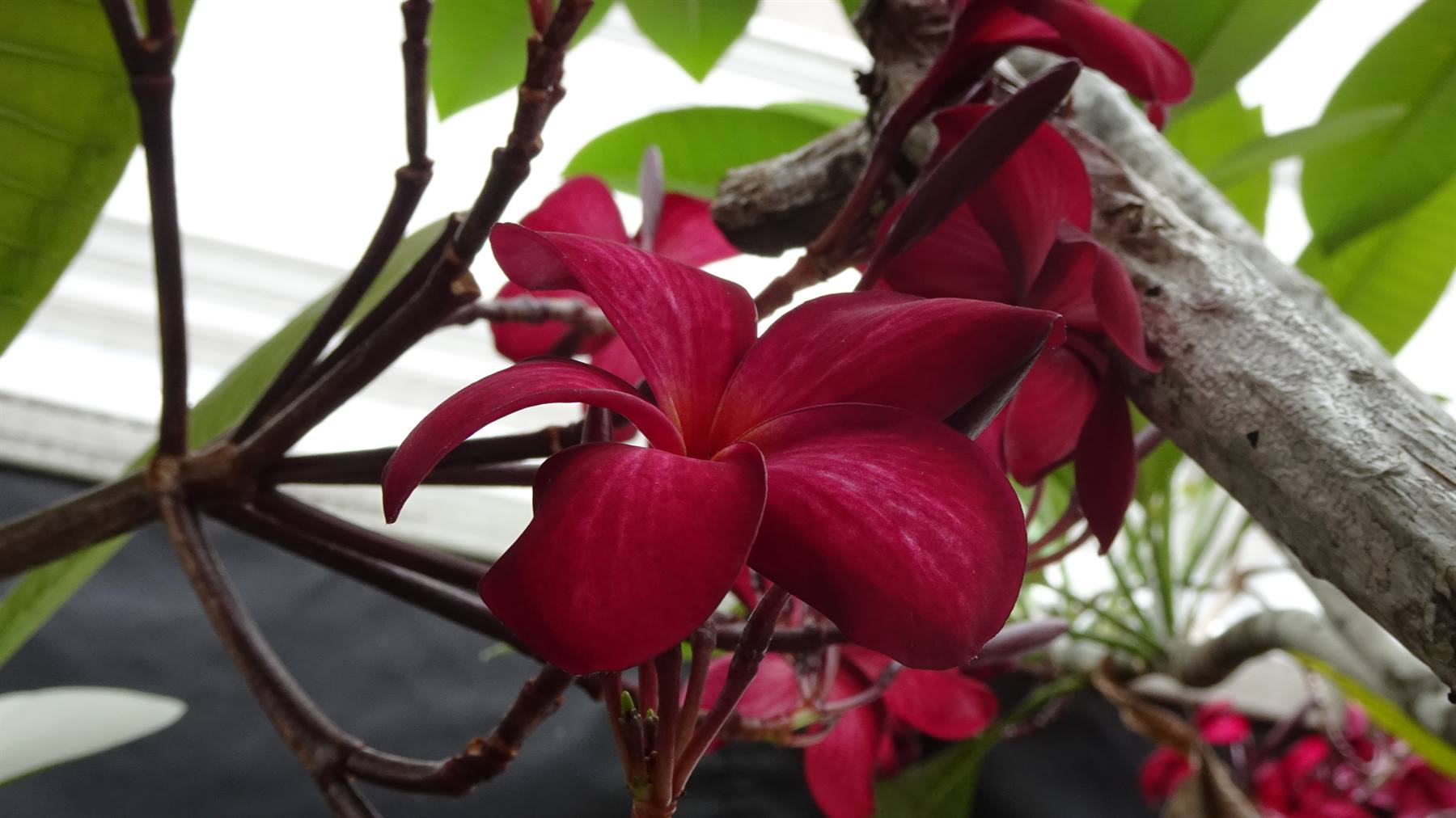 Fiori rossi di plumeria su ramo legnoso tra foglie verdi