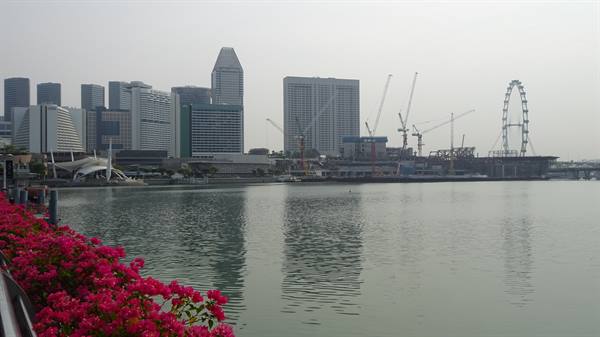 Singapore in slow flight: pink bougainvillea and the wheel that dreams.