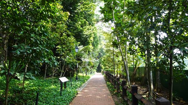 Red brick path between tropical trees and wooden fence, filtered light