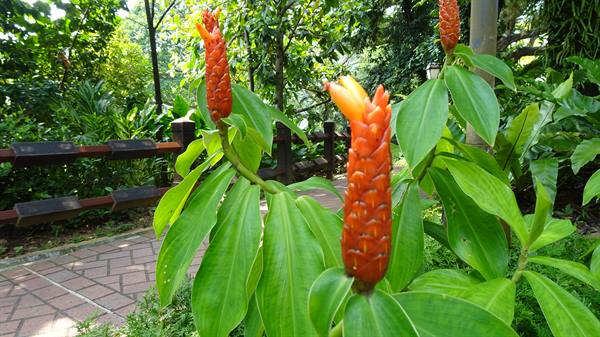 Orange Costus inflorescences bloom beside a brick path in the tropical garden
