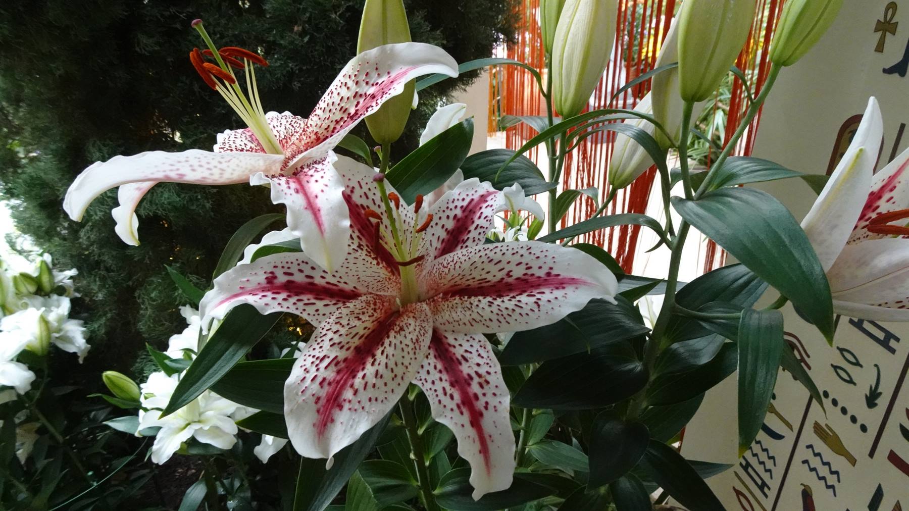 Garden By The Bay - Flower Dome