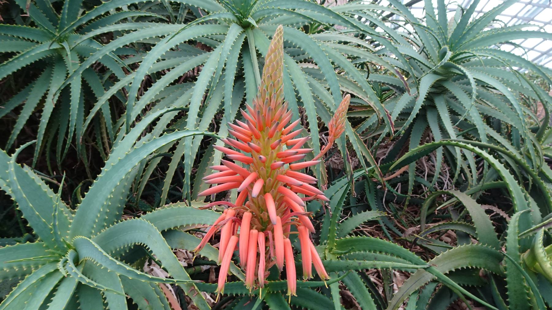 Garden By The Bay - Flower Dome