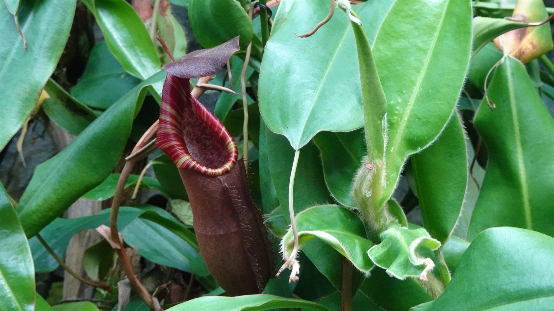 Garden By The Bay-Cloud Forest