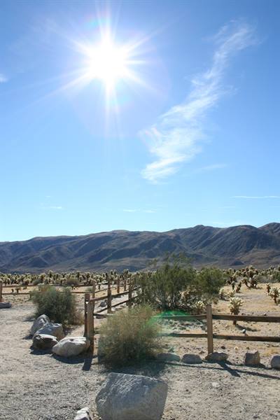 California - Joshua Tree N.P.