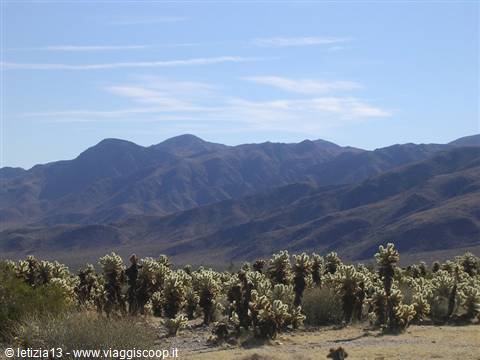 California - Joshua Tree N.P.