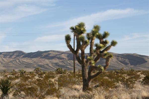 Joshua Tree NP