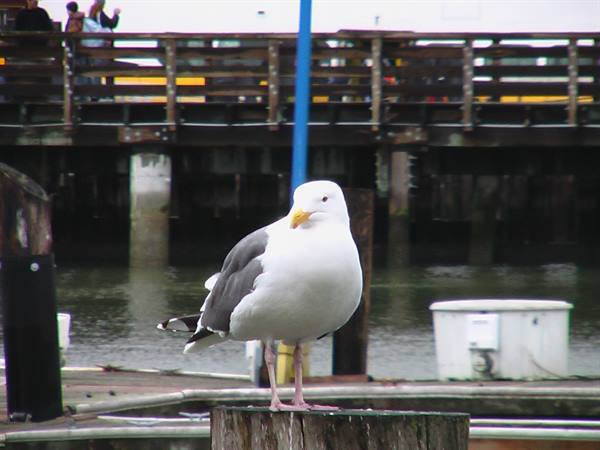 San Francisco - Fisherman's wharf