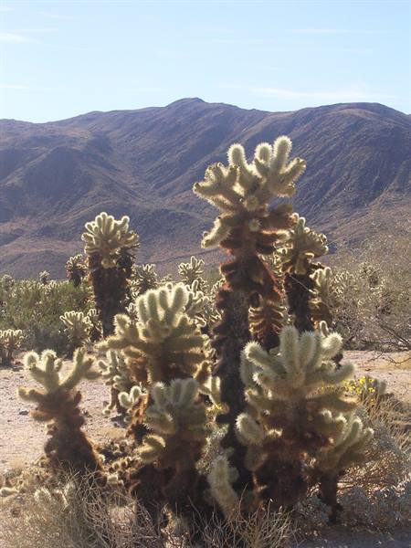 Joshua Tree NP
