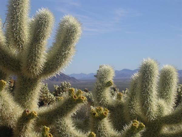 Joshua Tree National Park
