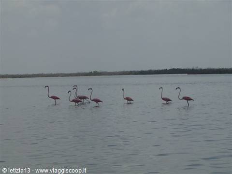 Ria lagartos - Pink Flamingos