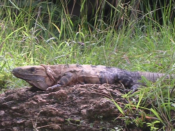 Iguana in Chichen Itza