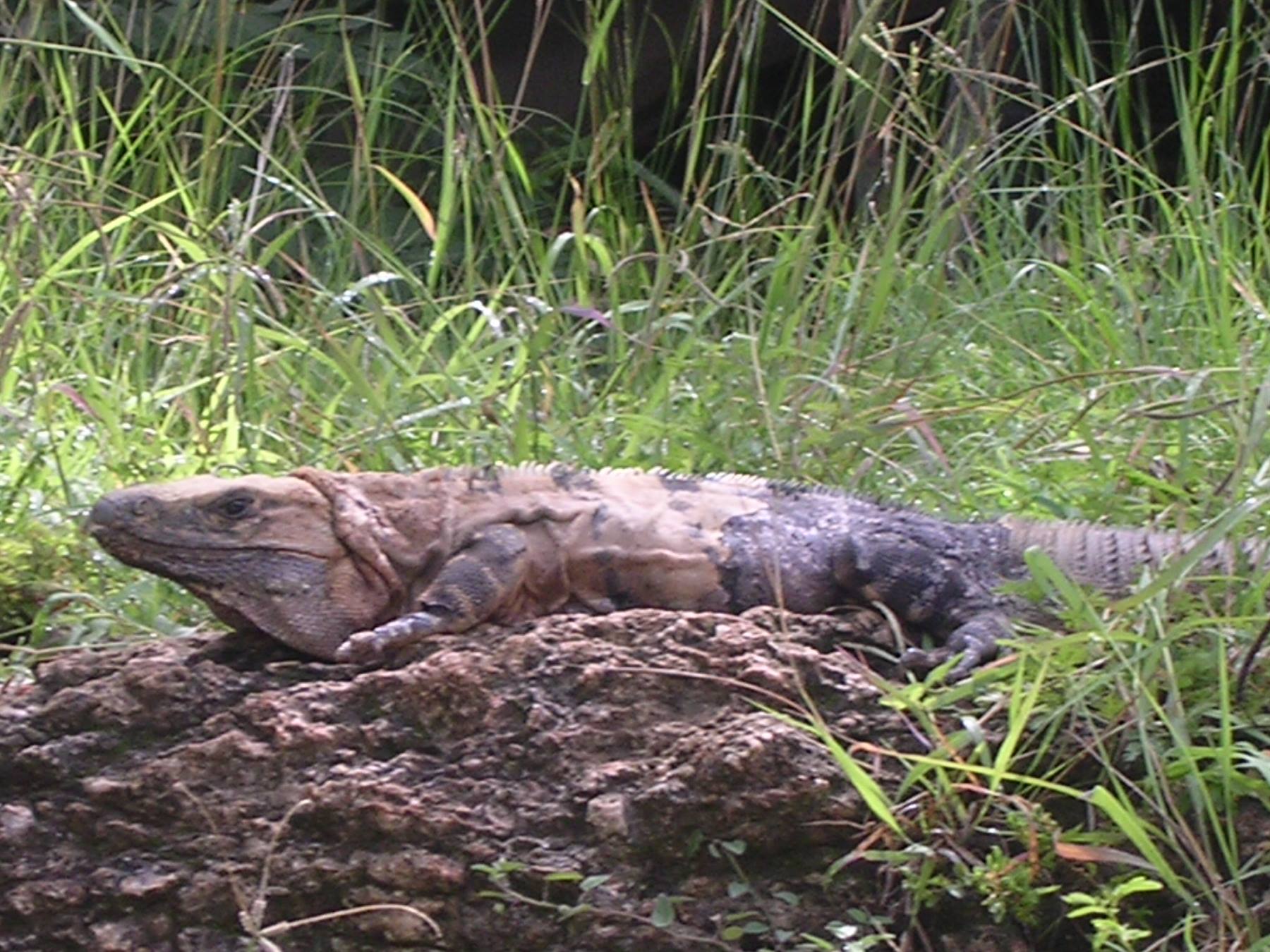 Iguana in Chichen Itza