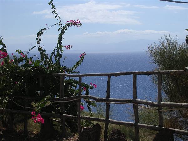 Pink bougainvillea flowers on a wooden fence above the sea