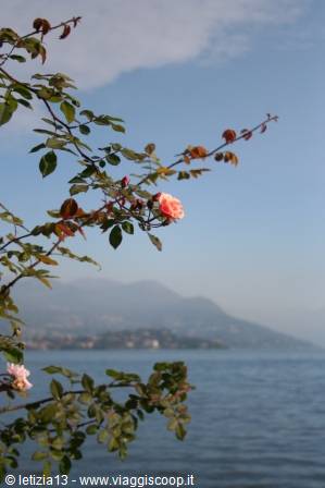 Wild rose branches in bloom over the waters of Lake Maggiore
