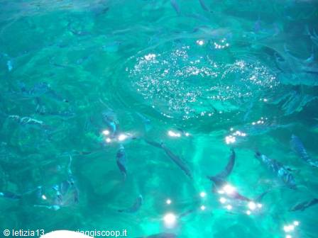 Schools of fish swim in clear turquoise sunlit water