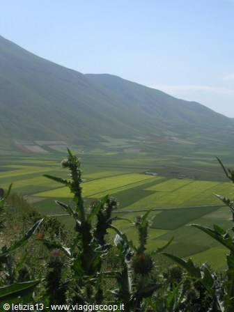 Green and yellow cultivated fields below the mountain, wild thistle in the foreground, Castelluccio