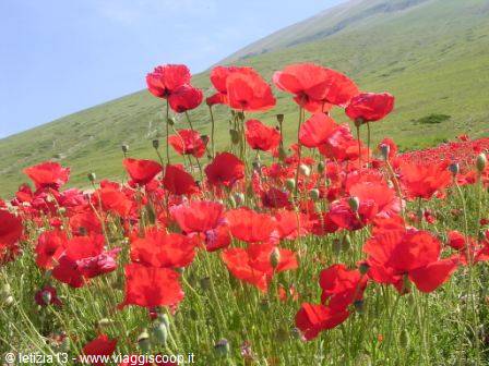 Red poppies blooming in a meadow beneath a green hill