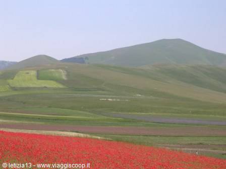 Castelluccio: red poppy field at the foot of green cultivated hills