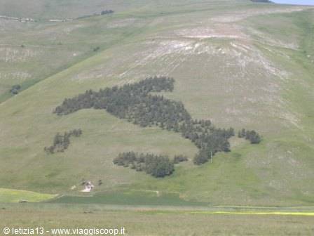 Tree grove shaped like Italy on grassy hill at Castelluccio