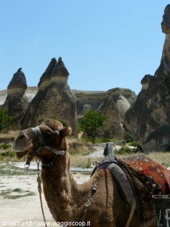 Saddled camel in front of Göreme fairy chimneys, Cappadocia