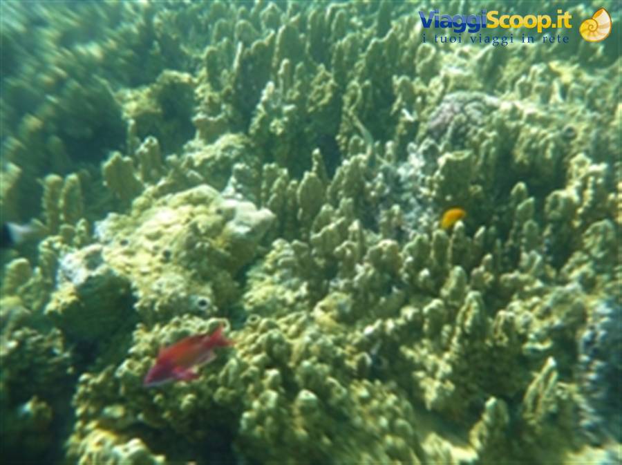 Wonders of the. Red Sea