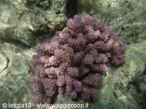 Wonders of the. Red Sea