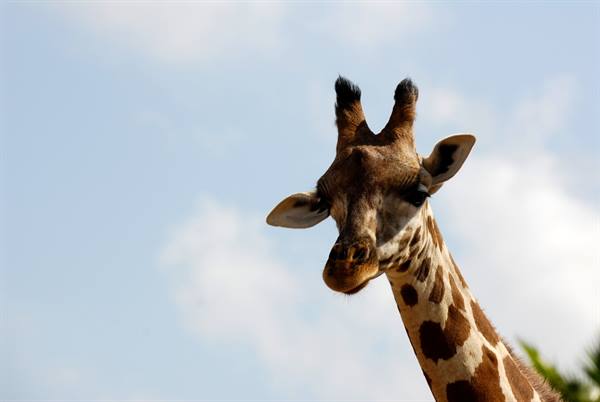 Fasano Zoo Safari