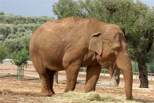 Fasano Zoo Safari