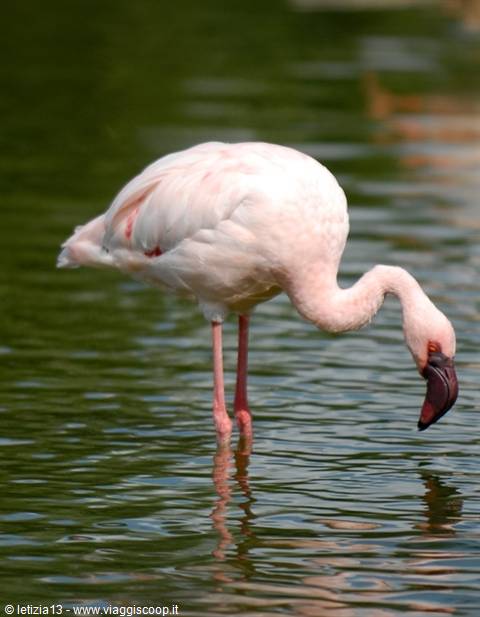 Fasano Zoo Safari