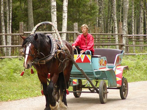 Brown horse pulls a decorated carriage with a driver in red shirt