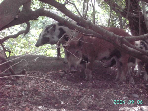 Spotted wild boars among fallen branches in shaded woodland undergrowth