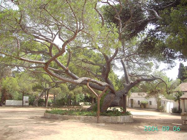 THE FAMOUS TREE ,IN GARIBALDI'S HOUSE.............