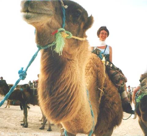 zaafrane_camel