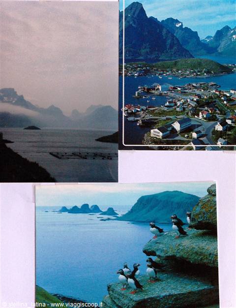 Red houses on a Lofoten fjord and puffins on a cliff