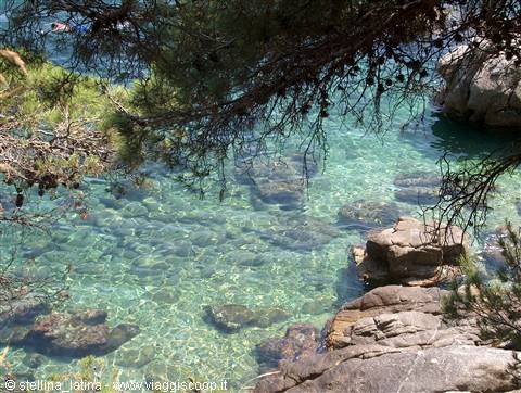 Crystal-clear water among granite rocks and maritime pine branches