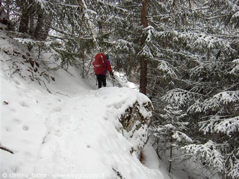 Hiker with red backpack walks through snow among snowy fir trees