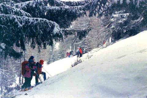Ski tourers with backpacks climb fresh snow among snowy firs