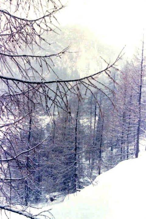 Snow-covered larch branches in front of a foggy forest