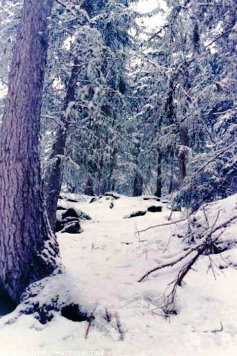 Snow-covered path through snow-laden fir trees, soft light among trunks