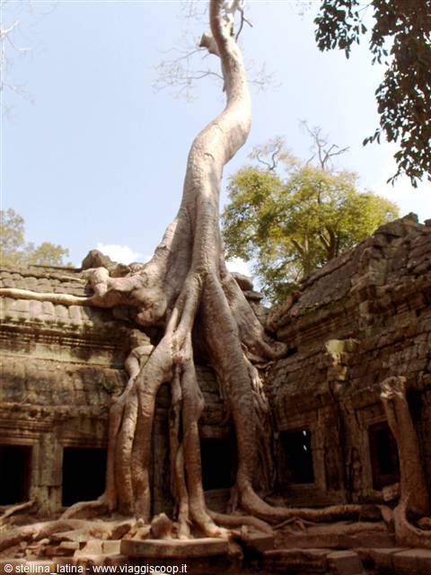 Giant tree roots wrap around the stone ruins of Ta Prohm temple
