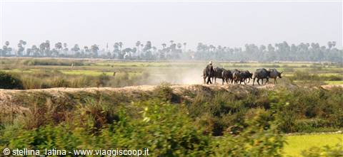 Farmer with buffalo-drawn cart on sandy embankment among green rice fields