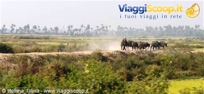 Farmer with buffalo-drawn cart on sandy embankment among green rice fields